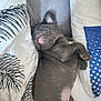 animal, bed, cushion, cute, dog, ear_up, fur, gray_fur, indoor, lying_down, pet, pillow, puppy, relaxed, resting, sleepy, small_dog, snout, tongue_hidden, whiskers
