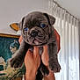 puppy, dog, blue_eyes, gray_fur, wrinkled_face, hands, tattoo, watch, indoor, curtains, painting, portrait, cute, pet, animal, close_up, furry, small, adorable, holding
