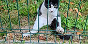 Bounty participe au concours pour gagner de l'argent avec cette photo : cat, fence, grass, greenery, outdoor, pet, animal, black_and_white, paw, curious, nature, leaf, garden, metal, sitting, looking, ground, plant, daylight, closeup