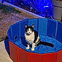 cat, pet_pool, outdoor, night, garden, plants, blue_light, black_and_white_cat, animal, fur, sitting, concrete, soil, flower, potted_plant, quiet, domestic_cat, calm, small_pool, evening