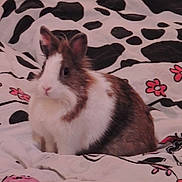 Princesse participe au concours pour gagner de l'argent avec cette photo :