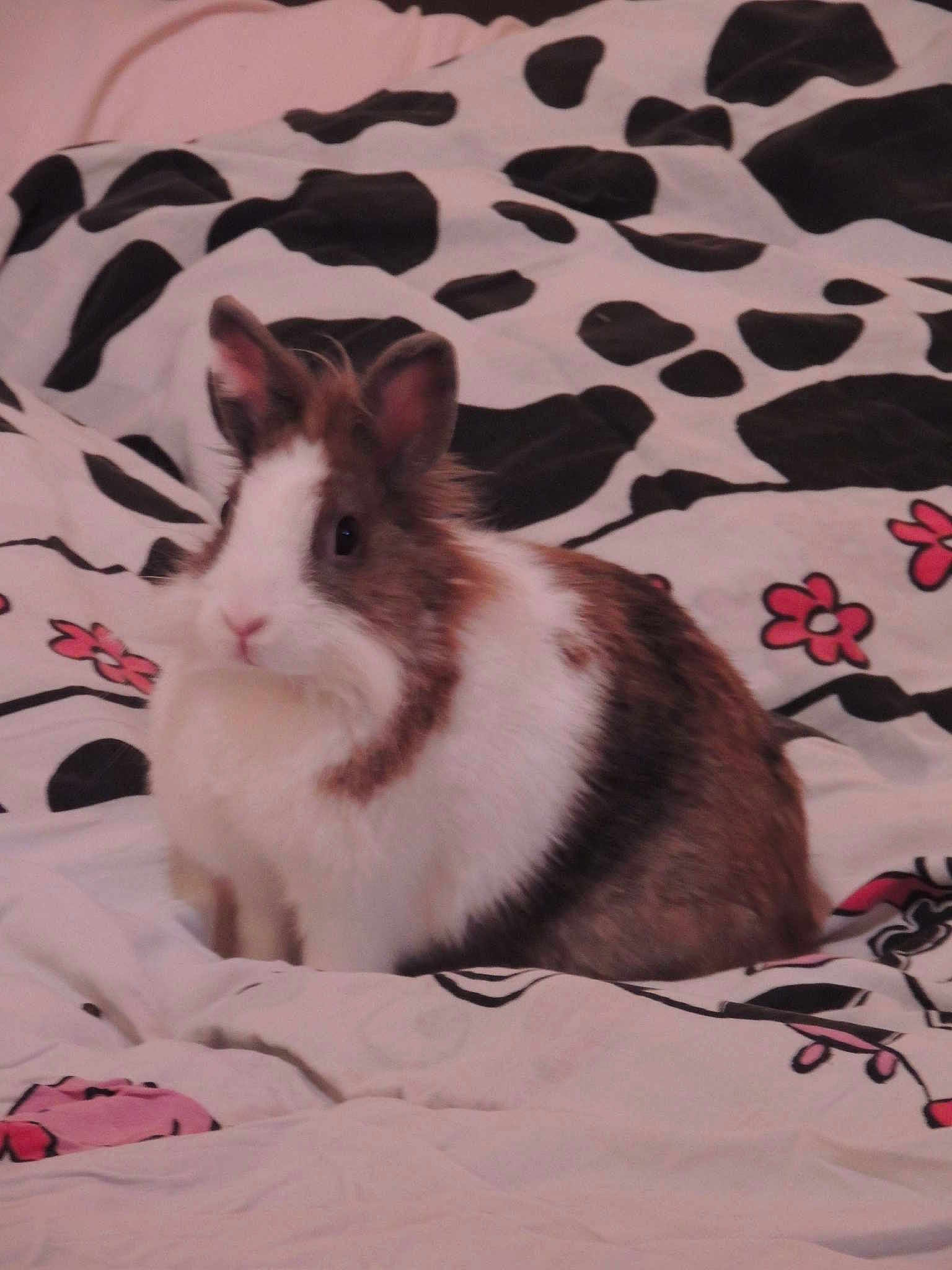 Princesse