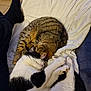 cat, tabby_cat, black_and_white_cat, sleeping, cuddle, pets, feline, fur, whiskers, blanket, indoor, cozy, relaxation, cute, animal, companionship, resting, paw, bed, snuggle
