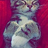 Winni participe au concours pour gagner de l'argent avec cette photo : animal, blanket, cat, closed_eyes, comfort, cozy, crossed_paws, cute, domestic_animal, fur, kitten, paws, pet, red, relaxed, resting, sleeping, soft, tabby, whiskers