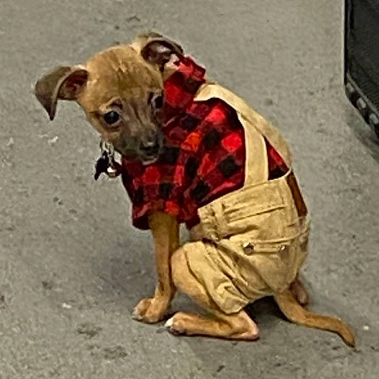 Derby is registered to the contest to win money with this photo: canidae, carnivore, collar, companion_dog, dog, dog_breed, dog_clothes, dog_collar, dog_supply, fawn, fur, liver, paw, pet_supply, snout, sporting_group, tail, television, terrestrial_animal, working_animal