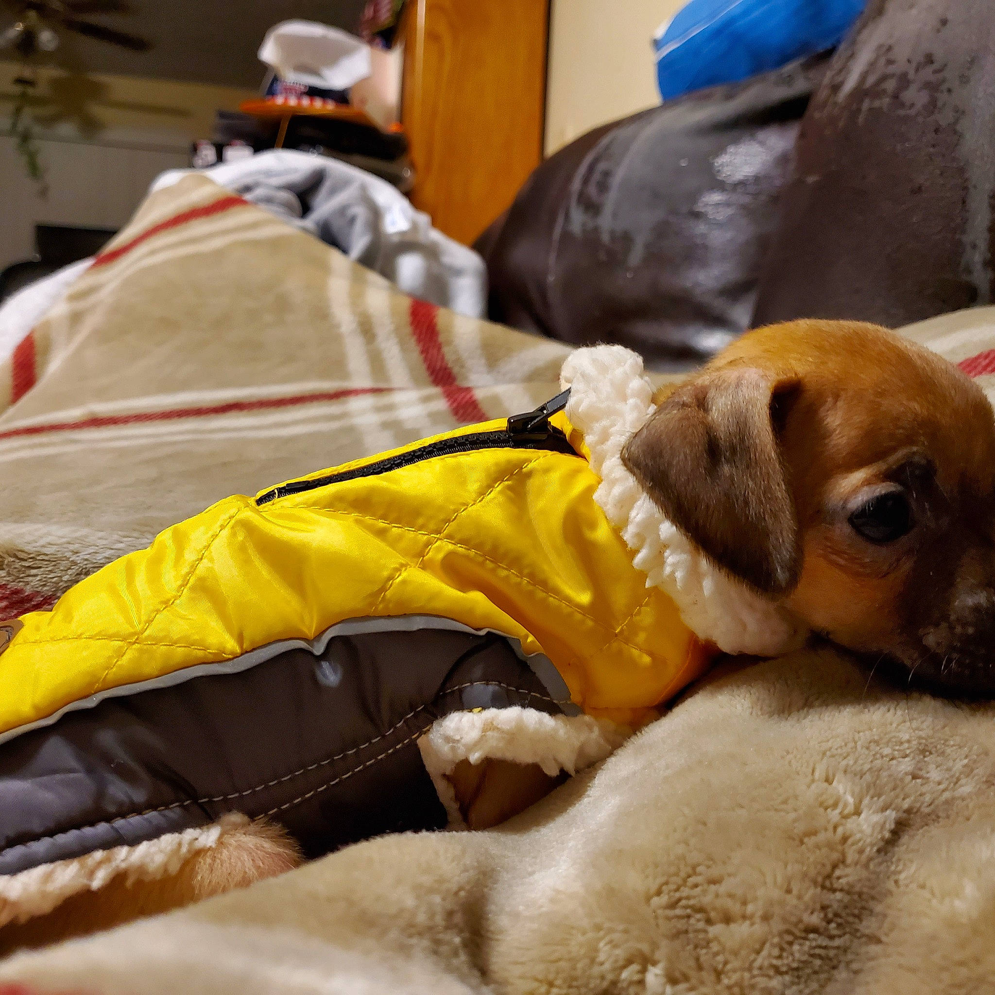 Derby is registered to the contest to win money with this photo: bag, canidae, carnivore, collar, comfort, companion_dog, dog, dog_breed, dog_supply, duvet, fawn, fur, linens, liver, nap, paw, pet_supply, snout, sporting_group, working_animal