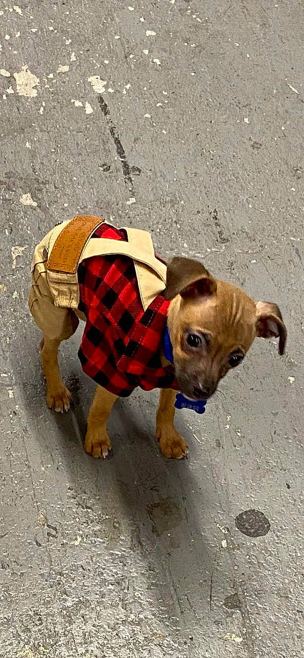 Derby joined the competition — help win amazing prizes! canidae, carnivore, collar, companion_dog, dog, dog_breed, dog_clothes, dog_collar, dog_supply, fashion_accessory, fawn, leash, mammal, pet_supply, road_surface, shadow, sidewalk, sporting_group, vertebrate, working_animal