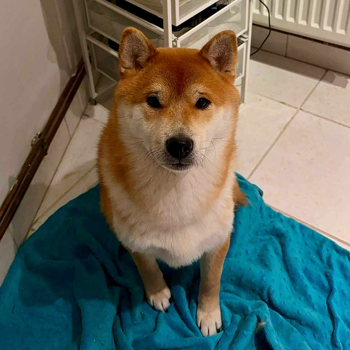 Tenshi a rejoint le concours — aidez-le/la à gagner de superbes lots ! animal, blanket, brown, cozy, cute, dog, ears, face, floor, fur, home, indoor, looking_up, nose, pet, shiba_inu, sitting, tile, whiskers, white