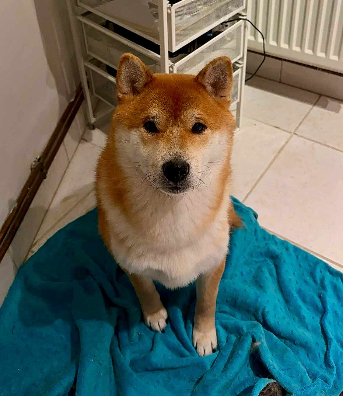 Tenshi a rejoint le concours — aidez-le/la à gagner de superbes lots ! dog, shiba_inu, pet, animal, indoor, blanket, floor, tile, ears, fur, cute, looking_up, brown, white, sitting, face, whiskers, nose, home, cozy