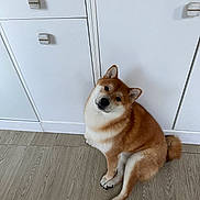 Tenshi a rejoint le concours — aidez-le/la à gagner de superbes lots ! dog, shiba_inu, pet, animal, indoor, wooden_floor, cabinet, white_cabinet, floor, fur, cute, sitting, head_tilt, curious, canine, household, domestic, paw, tail, ears