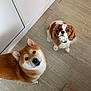 Tenshi participe au concours pour gagner de l'argent avec cette photo : dog, shiba_inu, cavalier_king_charles_spaniel, pet, indoor, floor, wooden_floor, cabinet, white_cabinet, looking_up, animal, companion, cute, fur, ears, eyes, domestic, mammal, flooring, footwear