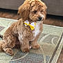 Gucci joined the competition — help win amazing prizes! dog, bow_tie, indoor, rug, curly_fur, brown_fur, white_chest, sitting, pet, animal, floor, decor, cute, furry, companion, domestic, mammal, calm, portrait, accessory