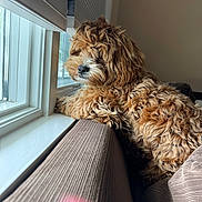 Gucci joined the competition — help win amazing prizes! dog, window, couch, fur, curly_hair, indoor, resting, paws, brown, light, cozy, contemplative, pet, side_view, home, animal, texture, ribbed, soft, natural_light