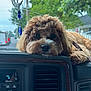 Gucci is registered to the contest to win money with this photo: dog, dashboard, car_interior, window, rain, trees, vehicle, rearview_mirror, charm, crescent_moon, brown_fur, pet, resting, close_up, gazing, calm, leash, daytime, blurred_background, cute
