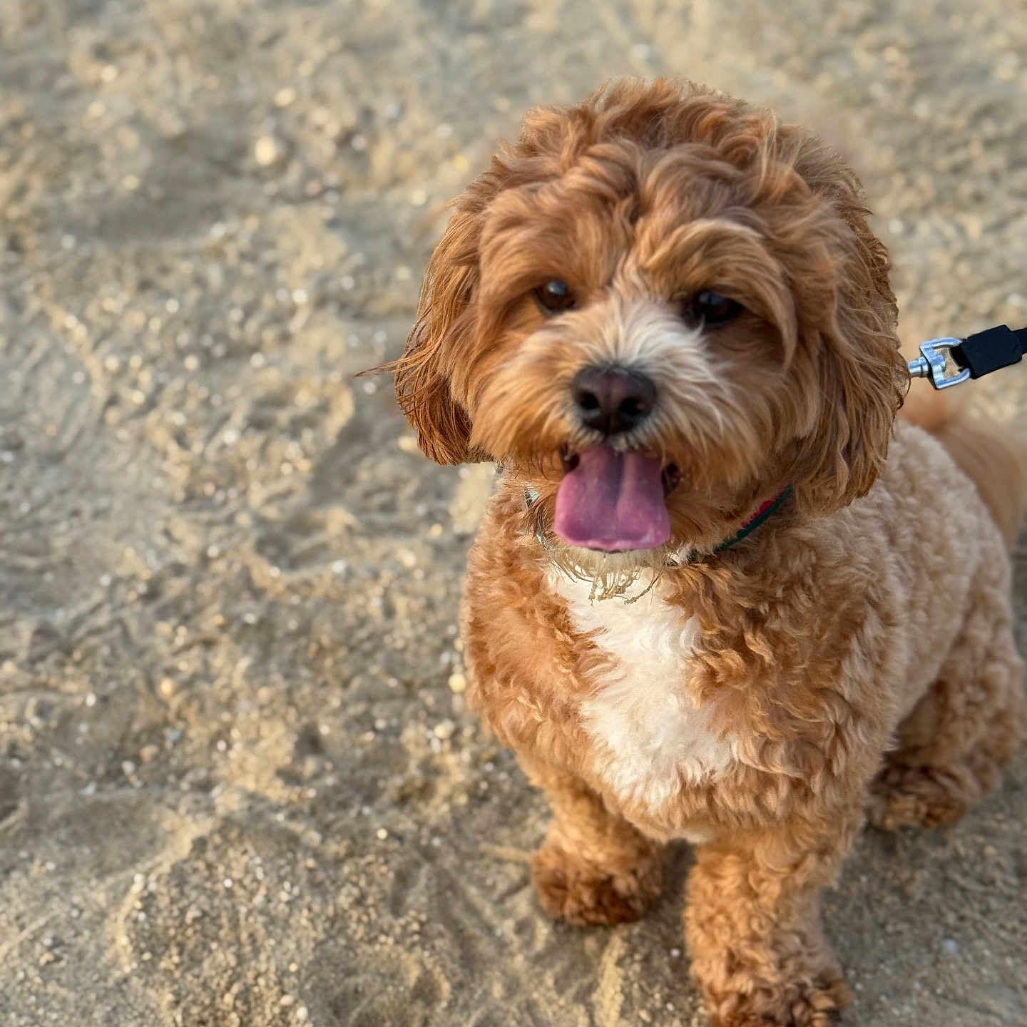 Gucci joined the competition — help win amazing prizes! animal, collar, companion, curly_hair, cute, dog, friendly, fur, happy, leash, mammal, nature, outdoor, pet, playful, portrait, sandy_ground, small_dog, summer, tongue_out
