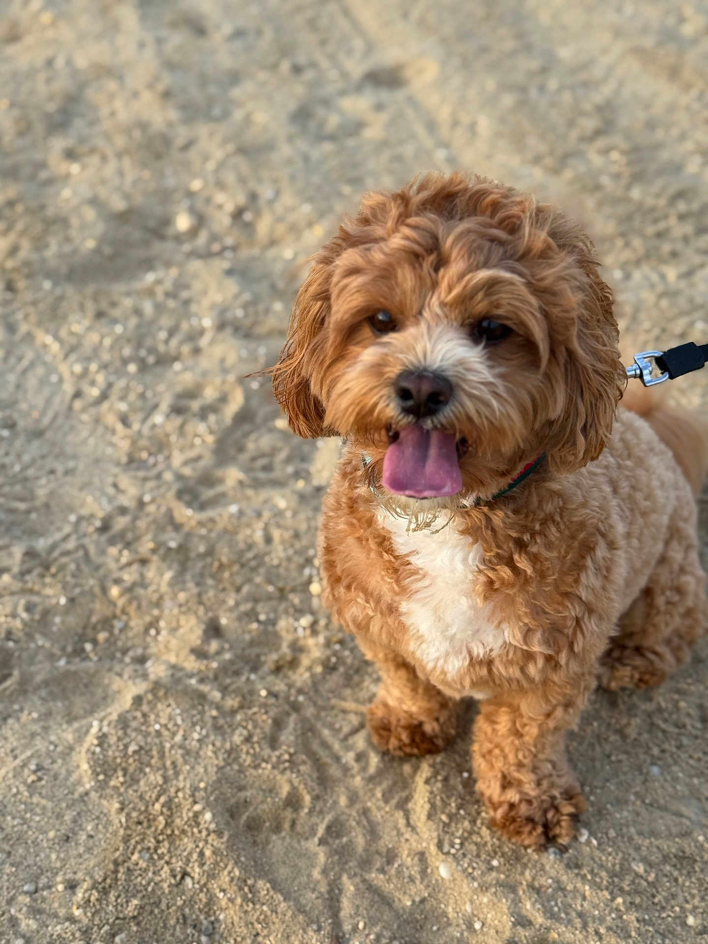 Gucci joined the competition — help win amazing prizes! dog, curly_hair, sandy_ground, leash, tongue_out, pet, cute, happy, outdoor, animal, mammal, fur, collar, playful, portrait, small_dog, companion, friendly, summer, nature