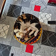 Mimite participe au concours pour gagner de l'argent avec cette photo : cat, calico_cat, sleeping, cushion, table, tablecloth, remote_control, colorful, pattern, geometric_pattern, indoor, pet, fur, resting, cozy, animal, curled_up, domestic_animal, wooden_furniture, electronics