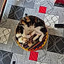 cat, calico_cat, sleeping, cushion, table, tablecloth, remote_control, colorful, pattern, geometric_pattern, indoor, pet, fur, resting, cozy, animal, curled_up, domestic_animal, wooden_furniture, electronics