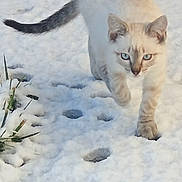 Queen participe au concours pour gagner de l'argent avec cette photo : animal, blue_eyes, cat, cold, curious, daylight, feline, footprints, fur, grass, mammal, nature, outdoor, paw_prints, pet, snow, tail, walking, whiskers, winter