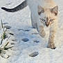 animal, blue_eyes, cat, cold, curious, daylight, feline, footprints, fur, grass, mammal, nature, outdoor, paw_prints, pet, snow, tail, walking, whiskers, winter