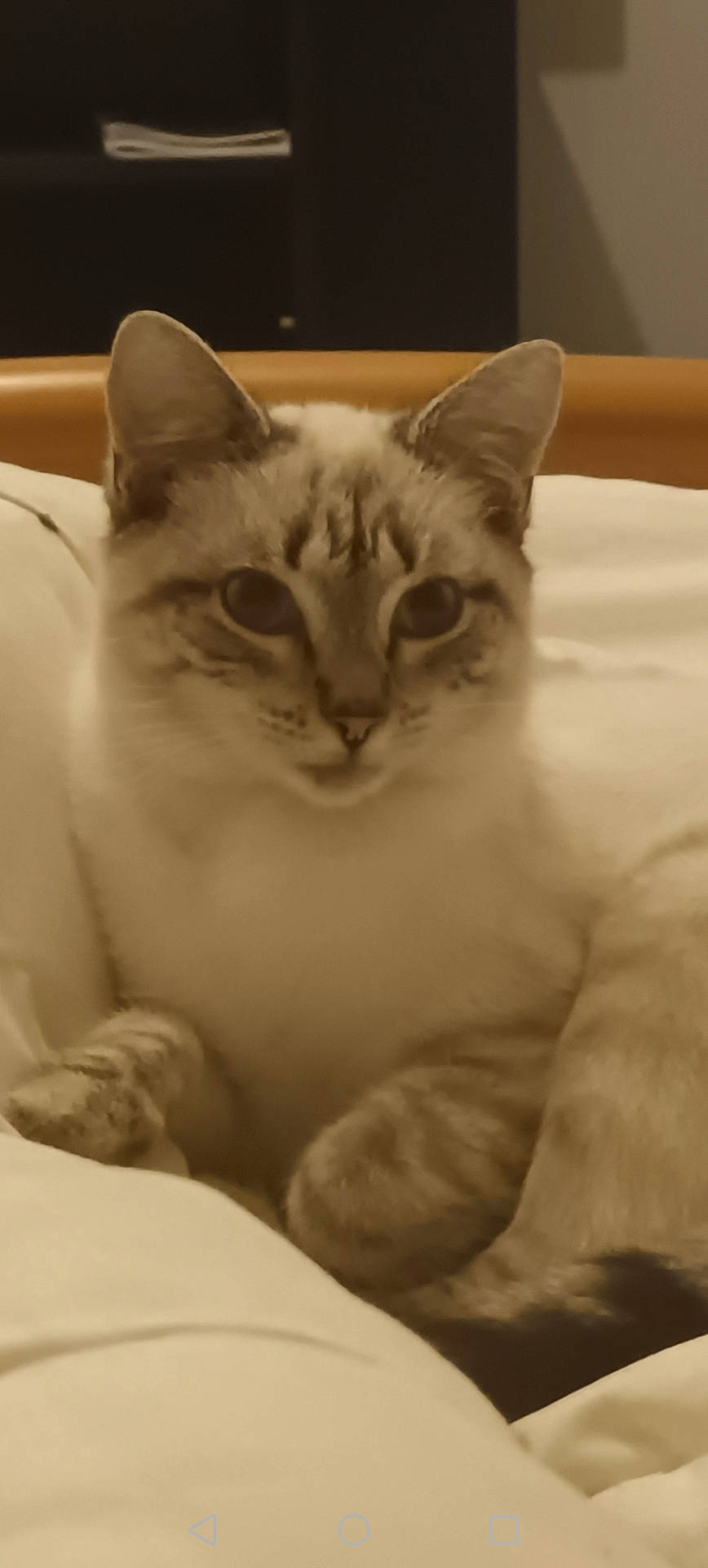 Queen a rejoint le concours — aidez-le/la à gagner de superbes lots ! animal, bed, blue_eyes, cat, cozy, cute, domestic_cat, ears, feline, fur, indoor, looking_at_camera, paws, pet, portrait, relaxed, resting, sleepy, whiskers, white_bedding