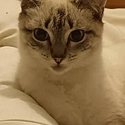 Queen a rejoint le concours — aidez-le/la à gagner de superbes lots ! cat, pet, indoor, bed, feline, animal, cute, relaxed, fur, blue_eyes, whiskers, portrait, domestic_cat, laying_down, close_up, curious, mammal, sleepy, soft_light, cozy