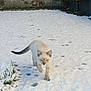 Queen participe au concours pour gagner de l'argent avec cette photo : animal, blue_eyes, cat, cold, curious, daylight, footprints, fur, garden, nature, outdoor, paw_prints, pet, plant, quiet, small, snow, stone_wall, walking, winter