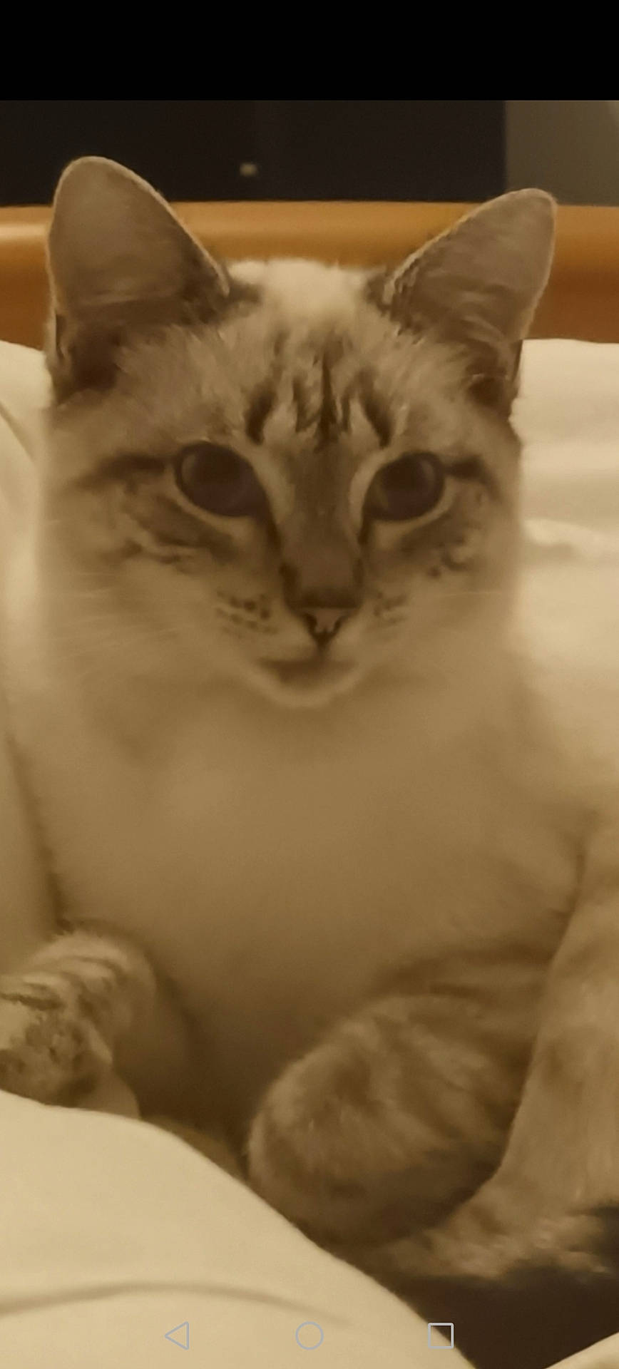 Queen participe au concours pour gagner de l'argent avec cette photo : animal, bed, blanket, cat, closeup, cozy, cute, domestic, ears, feline, fur, indoor, mammal, paws, pet, portrait, relaxed, resting, sleepy, whiskers