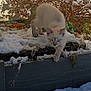 Queen a rejoint le concours — aidez-le/la à gagner de superbes lots ! animal, background, blue_eyes, cat, cold, curious, daylight, feline, kitten, ledges, nature, outdoor, paw, plant, shrub, snow, sunlight, texture, walking, winter