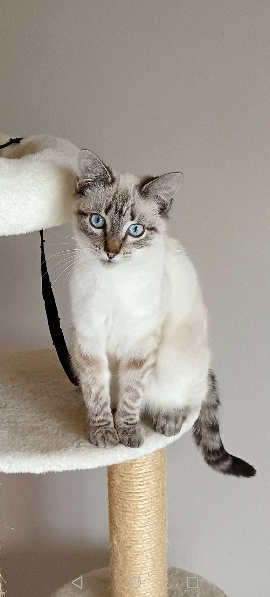 animal, blue_eyes, cat, cat_tree, curious, cute, domestic_cat, feline, fur, household, indoor, looking, mammal, pet, portrait, sitting, striped, tail, whiskers, young_cat