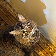Mayhem joined the competition — help win amazing prizes! animal, brown, cat, closeup, curious, cute, domestic_cat, ears, feline, flooring, fluffy, indoor, looking_up, pet, shadow, striped, tabby, wall, whiskers, wooden_floor