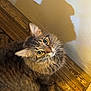 animal, brown, cat, closeup, curious, cute, domestic_cat, ears, feline, flooring, fluffy, indoor, looking_up, pet, shadow, striped, tabby, wall, whiskers, wooden_floor