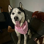 Skylar joined the competition — help win amazing prizes! animal, architecture, bodypart, building, canine, cat, couch, dog, eskimodog, furniture, husky, indoors, interiordesign, livingroom, mouth, person, pet, puppy, tongue, whitedog