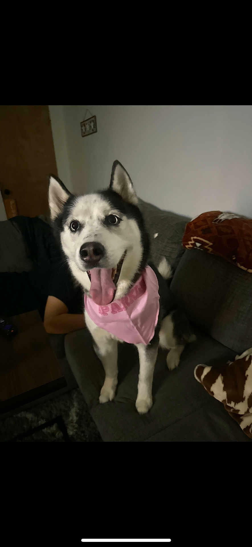 Skylar joined the competition — help win amazing prizes! animal, architecture, bodypart, building, canine, cat, couch, dog, eskimodog, furniture, husky, indoors, interiordesign, livingroom, mouth, person, pet, puppy, tongue, whitedog