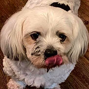 Willie is registered to the contest to win money with this photo: adorable, animal, black_nose, close_up, cute, dog, ears, face, fluffy, fur, indoor, licking, mammal, pet, playful, small_dog, standing, tongue_out, white_dog, wooden_floor