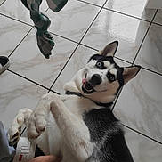 Loki a rejoint le concours — aidez-le/la à gagner de superbes lots ! dog, husky, playful, tongue_out, pet, floor, tile, indoor, animal, paw, fur, black_and_white, happy, person_hand, shoe, collar, green_cloth, petting, cute, lying_down