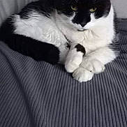 Pacha a rejoint le concours — aidez-le/la à gagner de superbes lots ! animal, black_and_white, blanket, cat, cozy, cute, domestic, feline, fur, home, indoor, laundry_basket, pet, pillow, portrait, relaxed, resting, sleepy, soft, whiskers