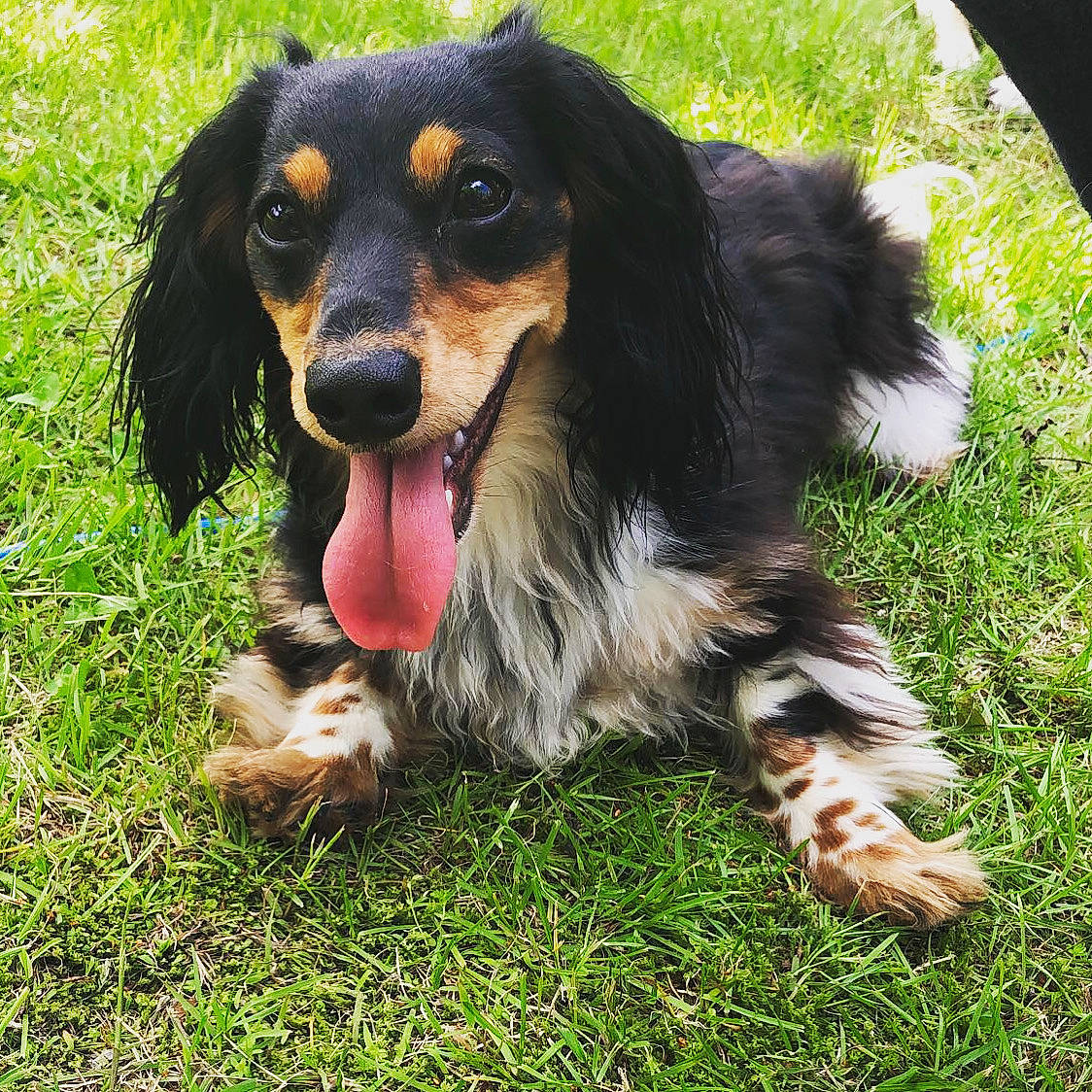 Dasiy is registered to the contest to win money with this photo: bernese_mountain_dog, canidae, carnivore, companion_dog, dog, dog_breed, grass, hound, hunting_dog, king_charles_spaniel, liver, paw, snout, spaniel, sporting_group, terrestrial_animal, working_animal, working_dog