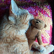 Dizzy joined the competition — help win amazing prizes! cat, orange_tabby, stuffed_toy, teddy_bear, quilt, bedspread, feline, pet, cozy, cuddling, fur, whiskers, indoor, animal, cute, sleeping, resting, plush, soft, companion