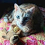 cat, ginger_cat, plush_toy, basketball_toy, quilt, bedspread, indoor, pet, animal, feline, curious, whiskers, ears, paw, cute, cozy, resting, toy, closeup, portrait