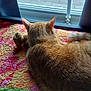 Dizzy joined the competition — help win amazing prizes! cat, tabby_cat, orange_cat, quilt, stuffed_toy, window, candle, indoor, pet, feline, fur, relaxing, sleeping, cozy, home, curtains, tail, animal, resting, soft