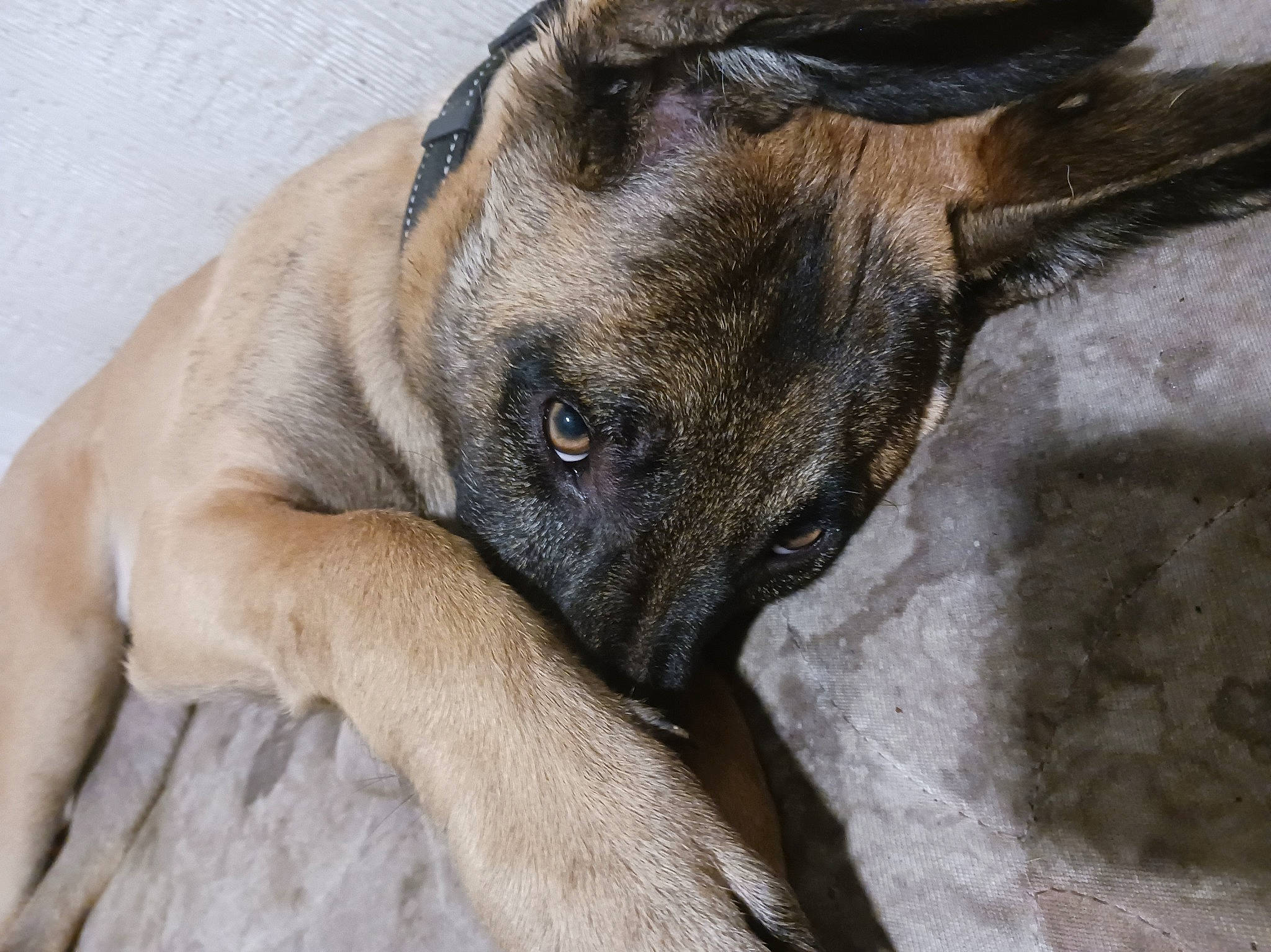 Freya is registered to the contest to win money with this photo: canidae, carnivore, collar, companion_dog, dog, dog_breed, dog_collar, ear, fawn, guard_dog, non_sporting_group, pet_supply, snout, sporting_group, terrestrial_animal, whiskers, window, working_animal, working_dog, wrinkle