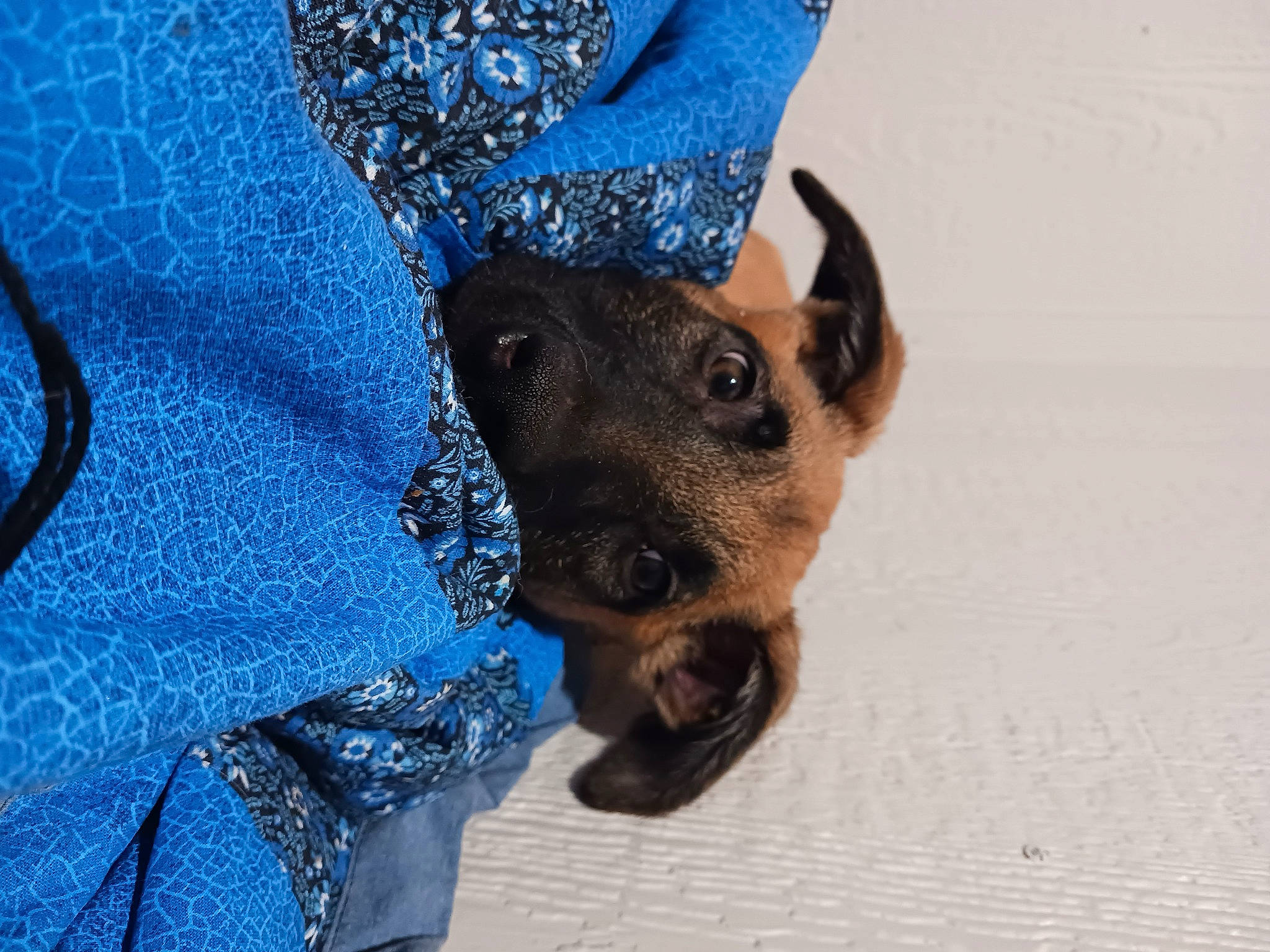 Freya joined the competition — help win amazing prizes! blue, canidae, carnivore, companion_dog, denim, dog, dog_breed, electric_blue, fawn, fur, guard_dog, pattern, paw, sleeve, snout, sporting_group, toy_dog, whiskers, working_animal, working_dog