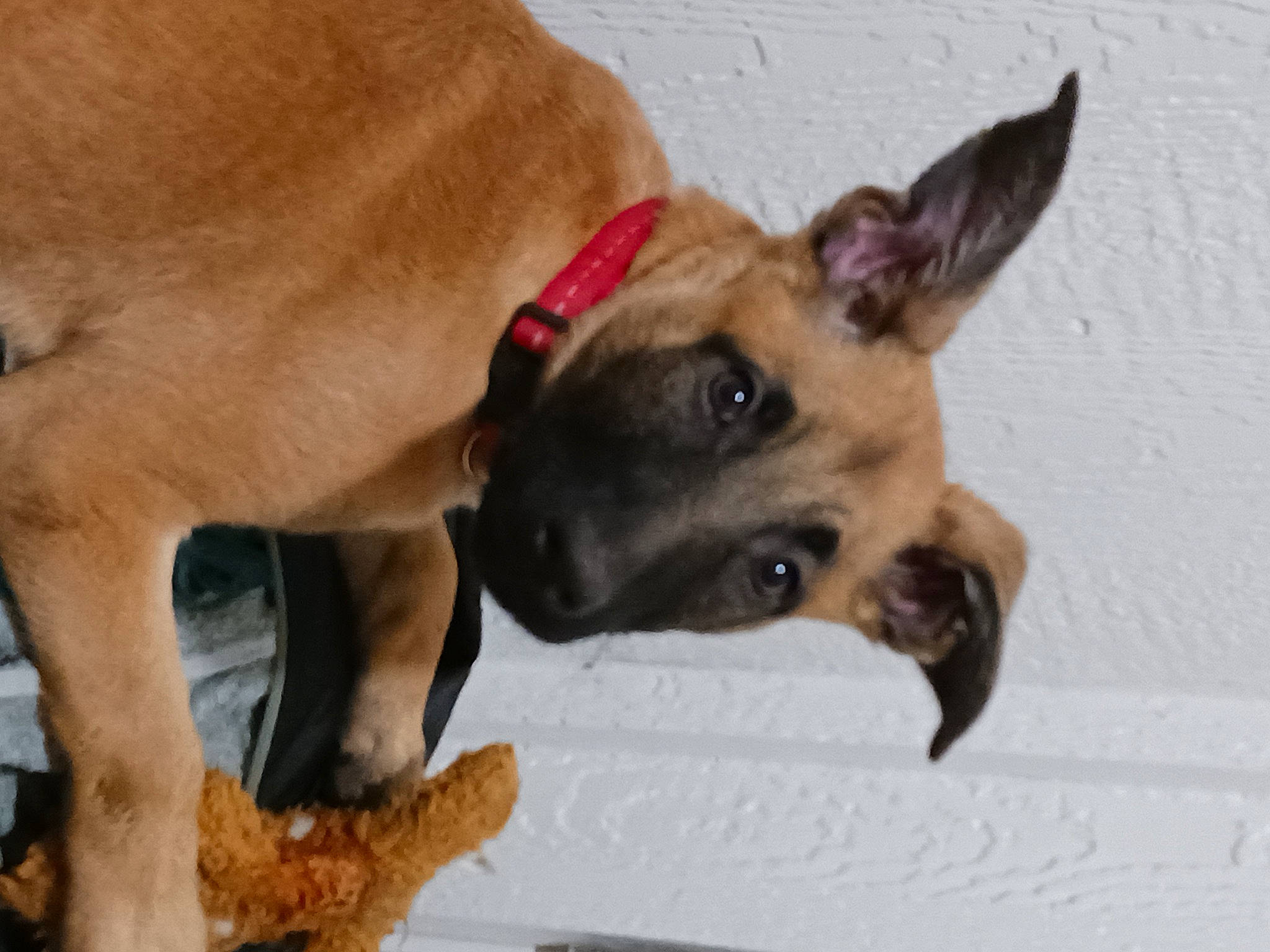 Freya joined the competition — help win amazing prizes! canidae, carnivore, collar, companion_dog, dog, dog_breed, dog_collar, dog_supply, ear, fawn, fur, liver, paw, pet_supply, snout, sporting_group, terrestrial_animal, toy_dog, whiskers, working_animal