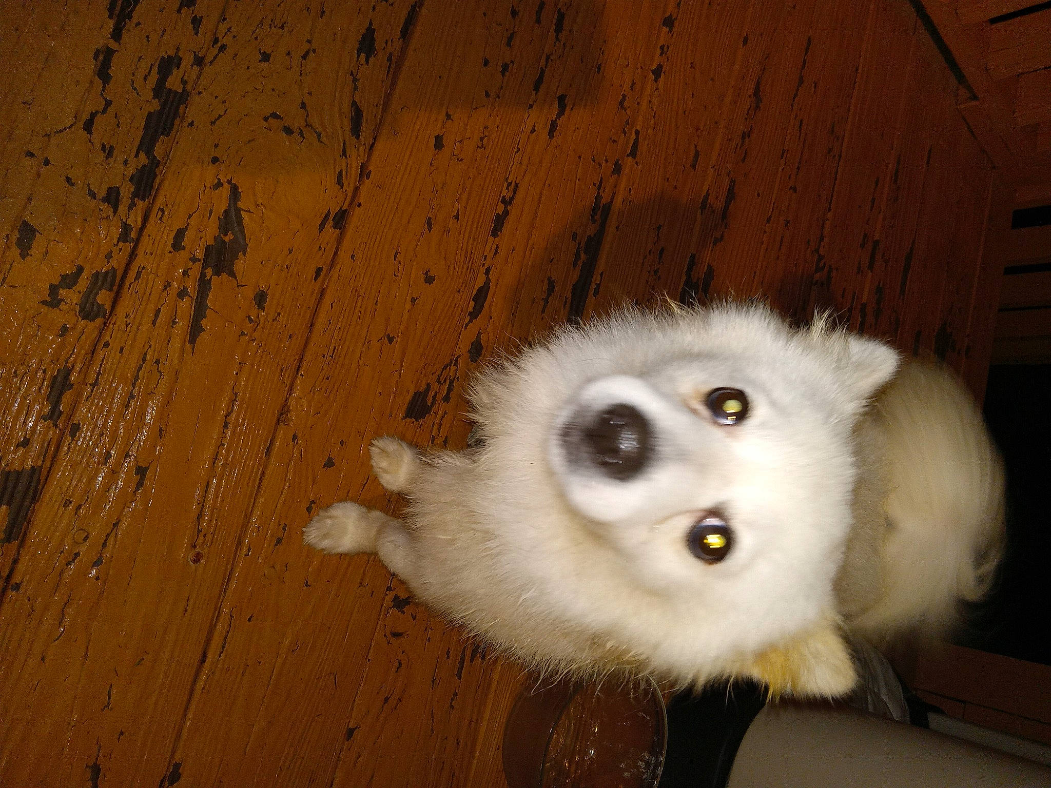 Jack joined the competition — help win amazing prizes! carnivore, companion_dog, dog, dog_breed, eyelash, fawn, fur, german_spitz, german_spitz_klein, german_spitz_mittel, hardwood, samoyed, snout, spitz, toy_dog, volpino_italiano, whiskers, wood, wood_stain, working_animal