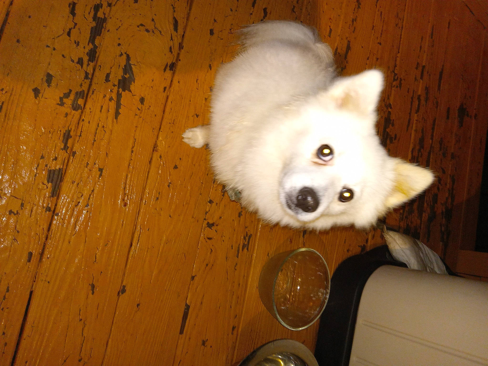 Jack joined the competition — help win amazing prizes! carnivore, companion_dog, dog, dog_breed, fawn, flooring, fur, german_spitz, german_spitz_klein, german_spitz_mittel, hardwood, samoyed, snout, spitz, sporting_group, toy_dog, volpino_italiano, whiskers, wood, working_animal