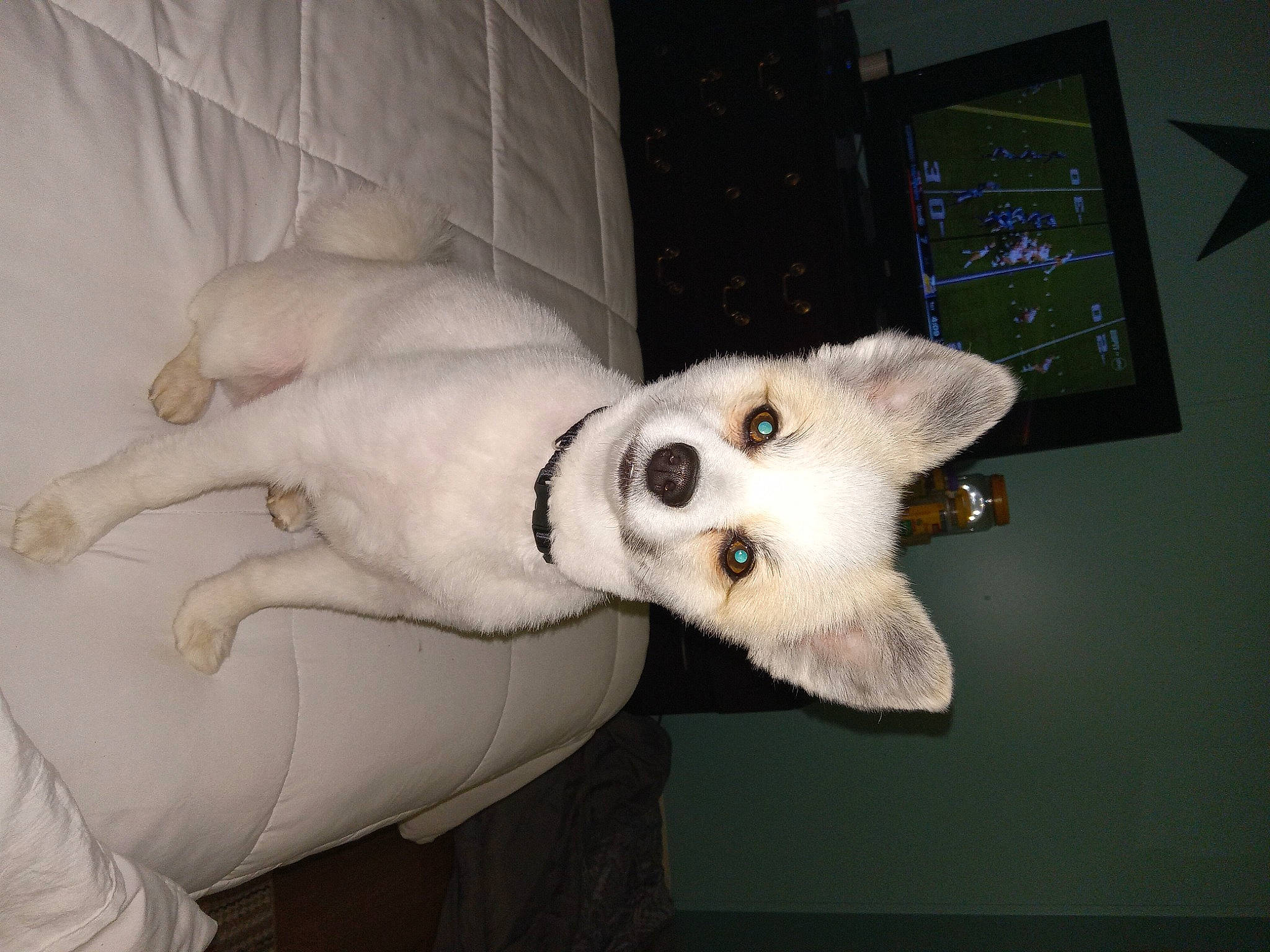 Gracie joined the competition — help win amazing prizes! bone, canidae, carnivore, comfort, companion_dog, dog, dog_breed, ear, eye, fawn, felidae, fur, gesture, jaw, paw, small_to_medium_sized_cats, snout, sporting_group, tail, whiskers