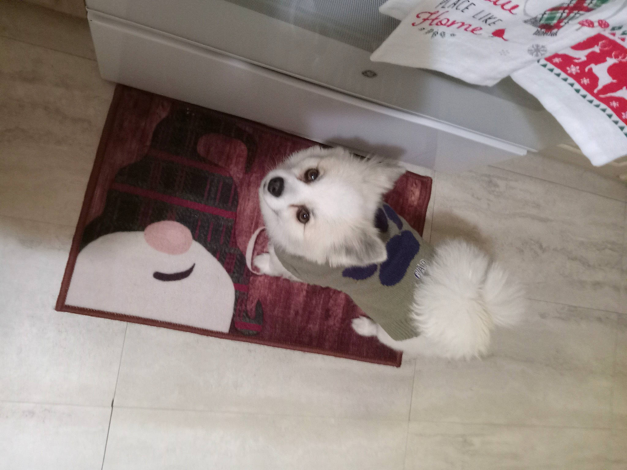 Gracie is registered to the contest to win money with this photo: canidae, carmine, carnivore, companion_dog, dog, dog_breed, dog_supply, fawn, floor, flooring, fur, hardwood, pet_supply, room, snout, sporting_group, stuffed_toy, toy, wood, working_animal