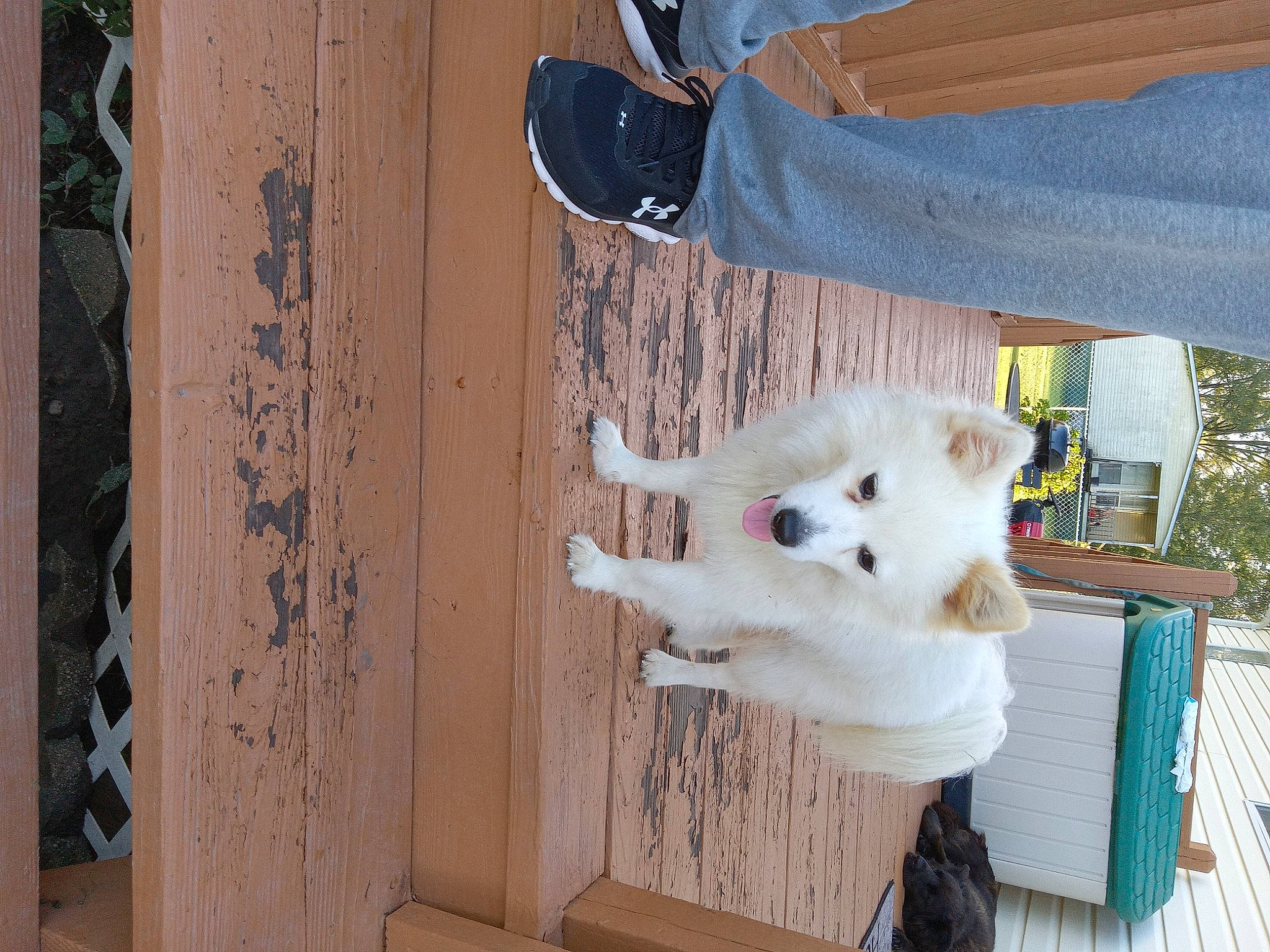 Jack joined the competition — help win amazing prizes! canidae, carnivore, companion_dog, dog, dog_breed, fawn, felidae, fur, hardwood, home_door, non_sporting_group, pattern, room, sporting_group, stuffed_toy, textile, toy, toy_dog, tree, wood