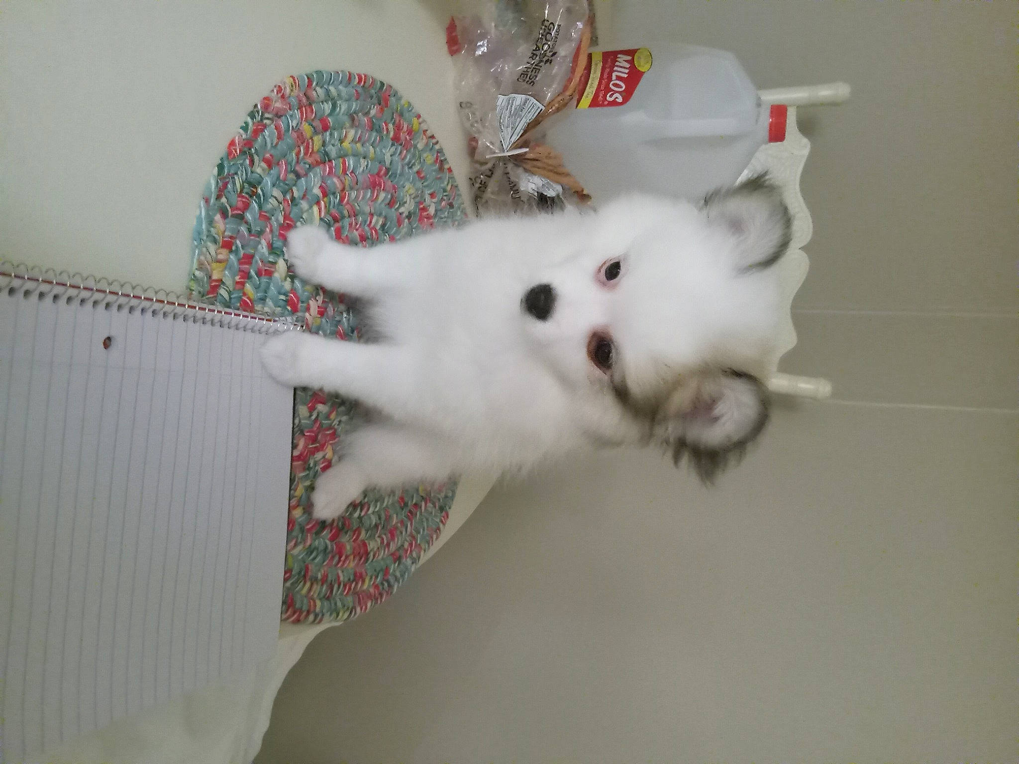 Patches is registered to the contest to win money with this photo: canidae, carmine, carnivore, cat, domestic_short_haired_cat, felidae, fur, musical_instrument, paw, plucked_string_instruments, room, small_to_medium_sized_cats, stuffed_toy, tail, teddy_bear, toy, whiskers